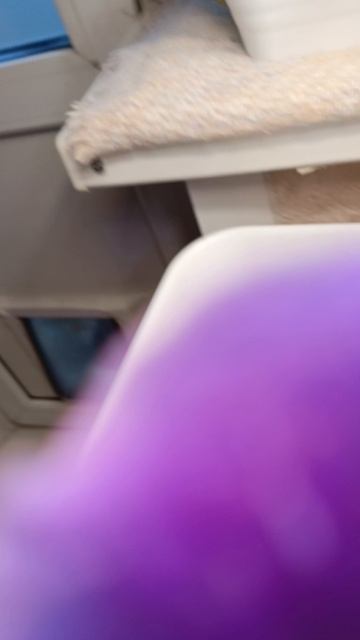 созрели семена глоксиний 🤗