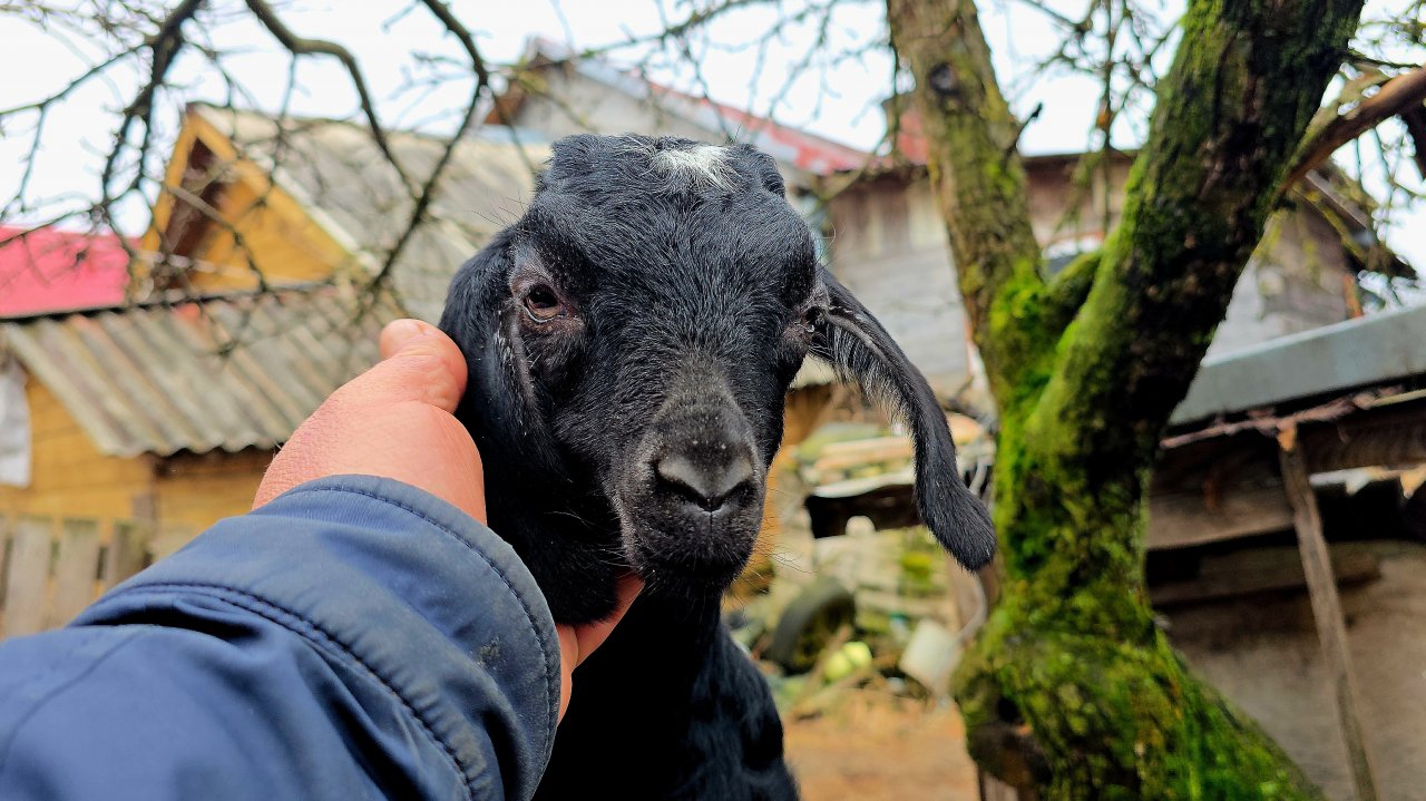 Вторая линия разведения