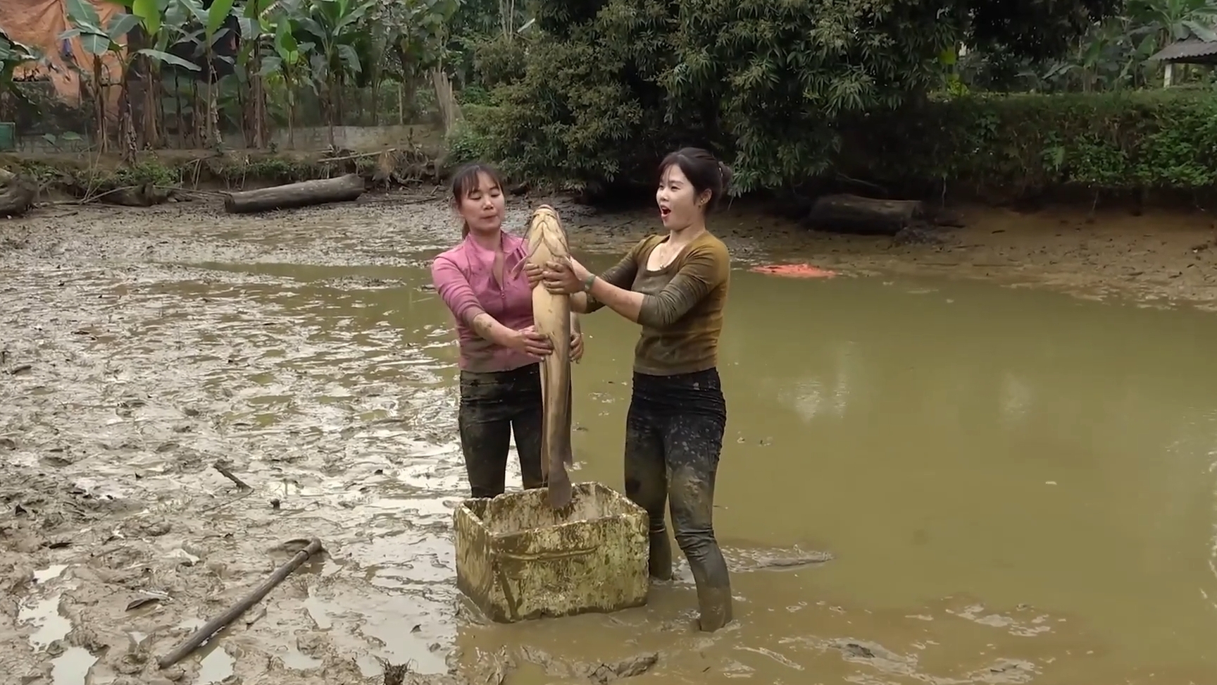 Осушили пруд, ловят руками рыбу.