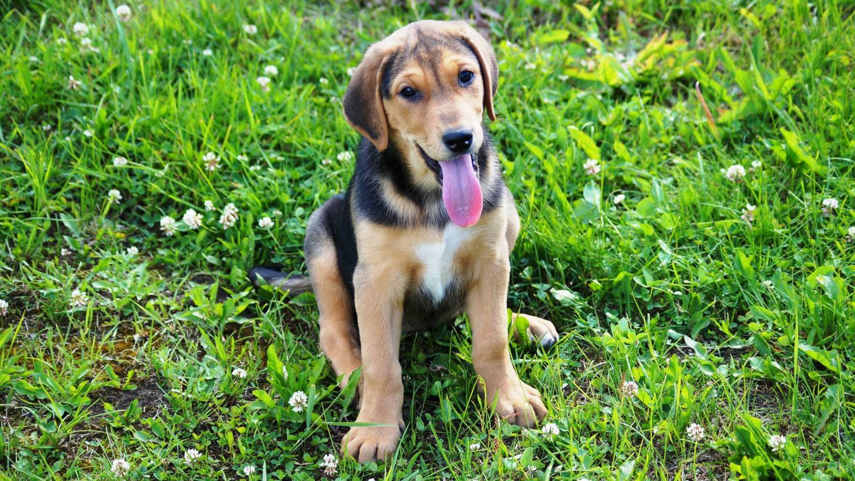 ПЕРВЫЙ РАЗ В ЛЕС ! Р.Г. Свирель 3, 5 мес . и Говоруша . вл. Шатров В.А.#охотасгончей#топ #hunting