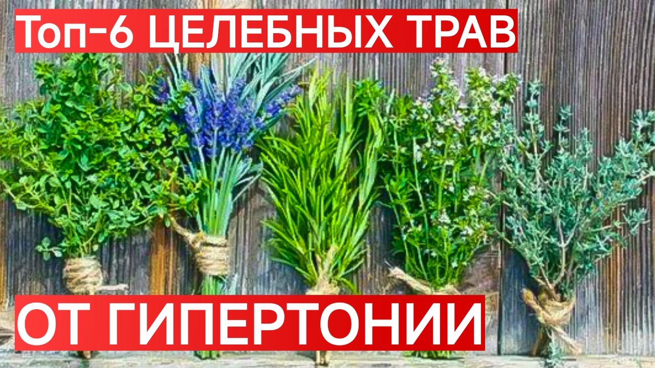 ЛУЧШИЕ ТРАВЫ, ПОНИЖАЮЩИЕ ДАВЛЕНИЕ. ЛЕКАРСТВЕННЫЕ РАСТЕНИЯ ОТ ГИПЕРТОНИИ.