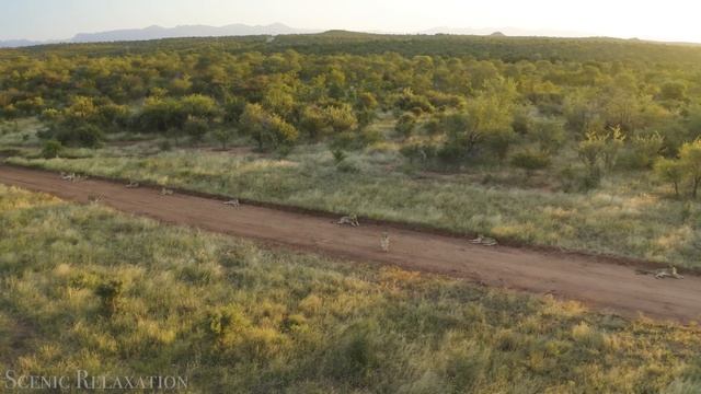 4К Ботсвана Дельта Окаванго - Красивая природа и спокойная музыка которая подойдет для отдыха