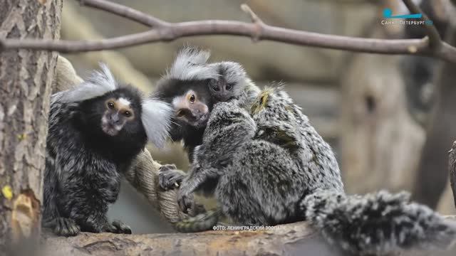 Хвостатые, пушистые и пернатые юбиляры Ленинградского зоопарка