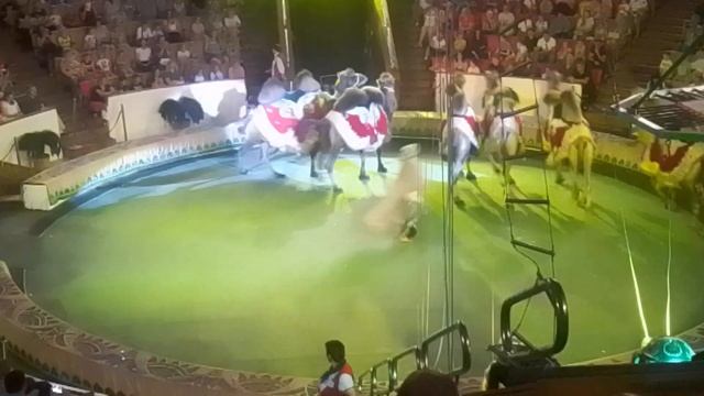 Верблюды танцуют