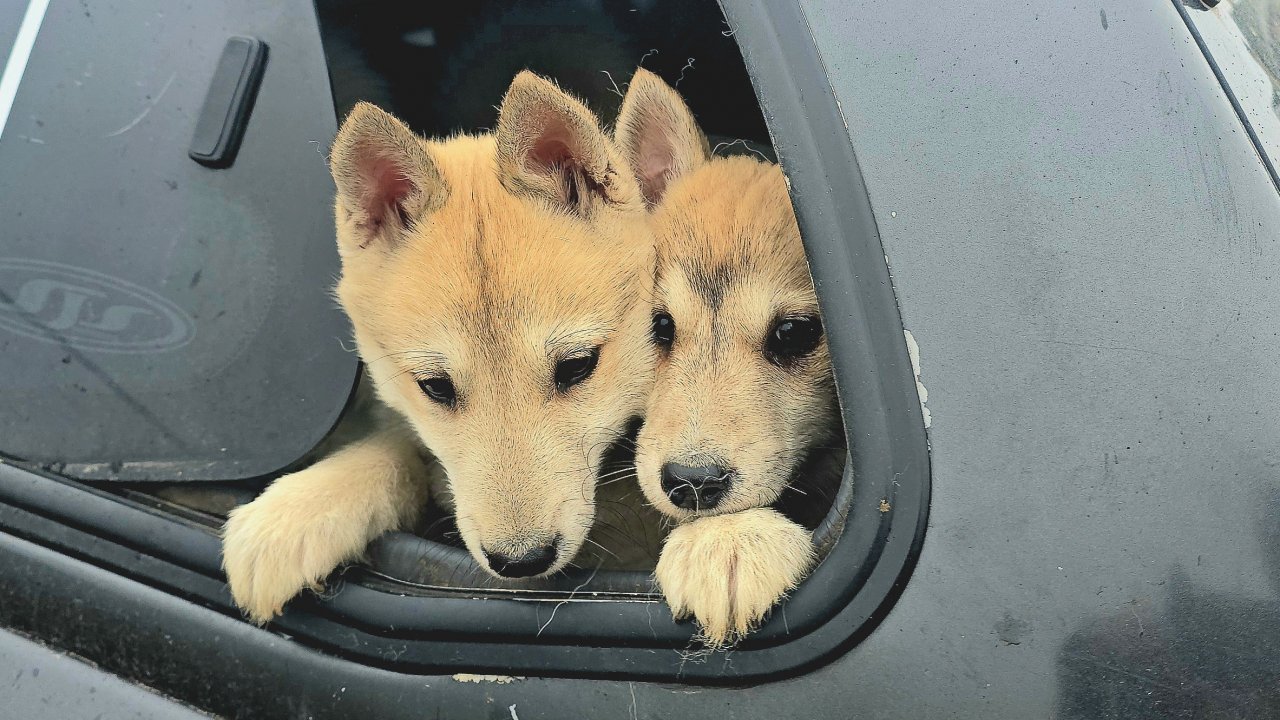 Щенки в кунге