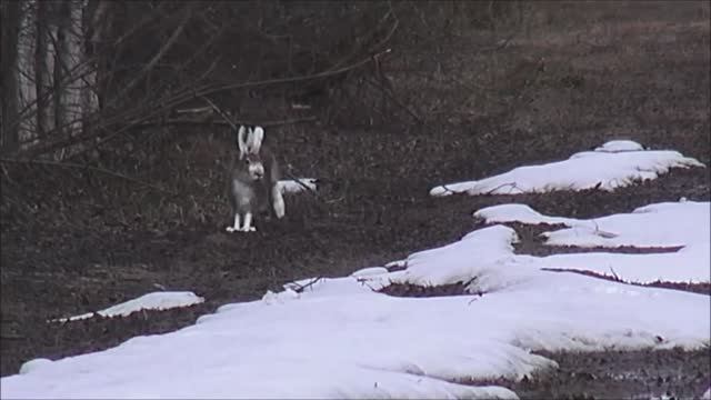 Первый самостоятельный гон. РУССКАЯ ГОНЧАЯ Майя и Аргон 10 мес. вл. Шатров В.А.#собака#топ #hunting