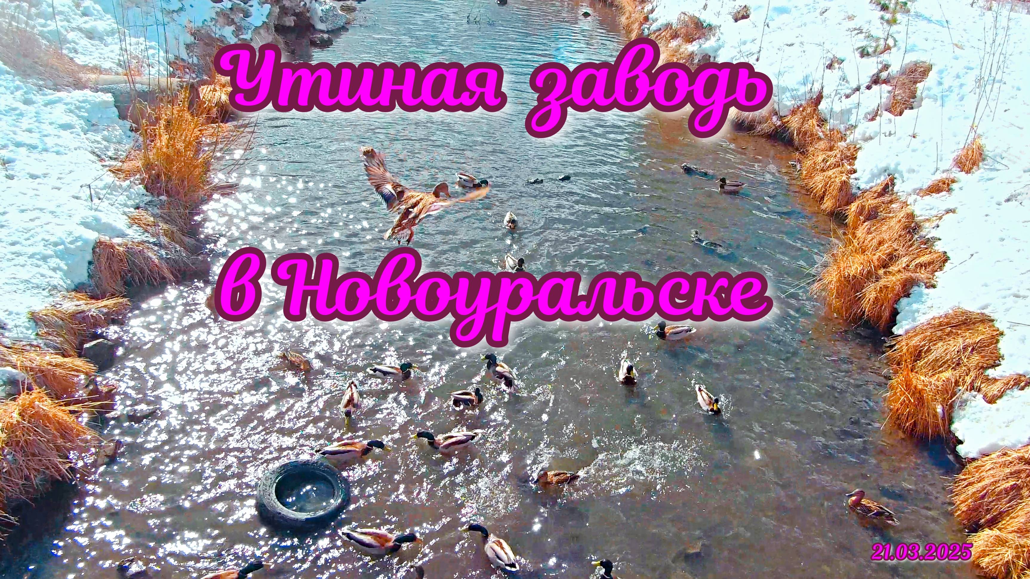 Утиная заводь в Новоуральске