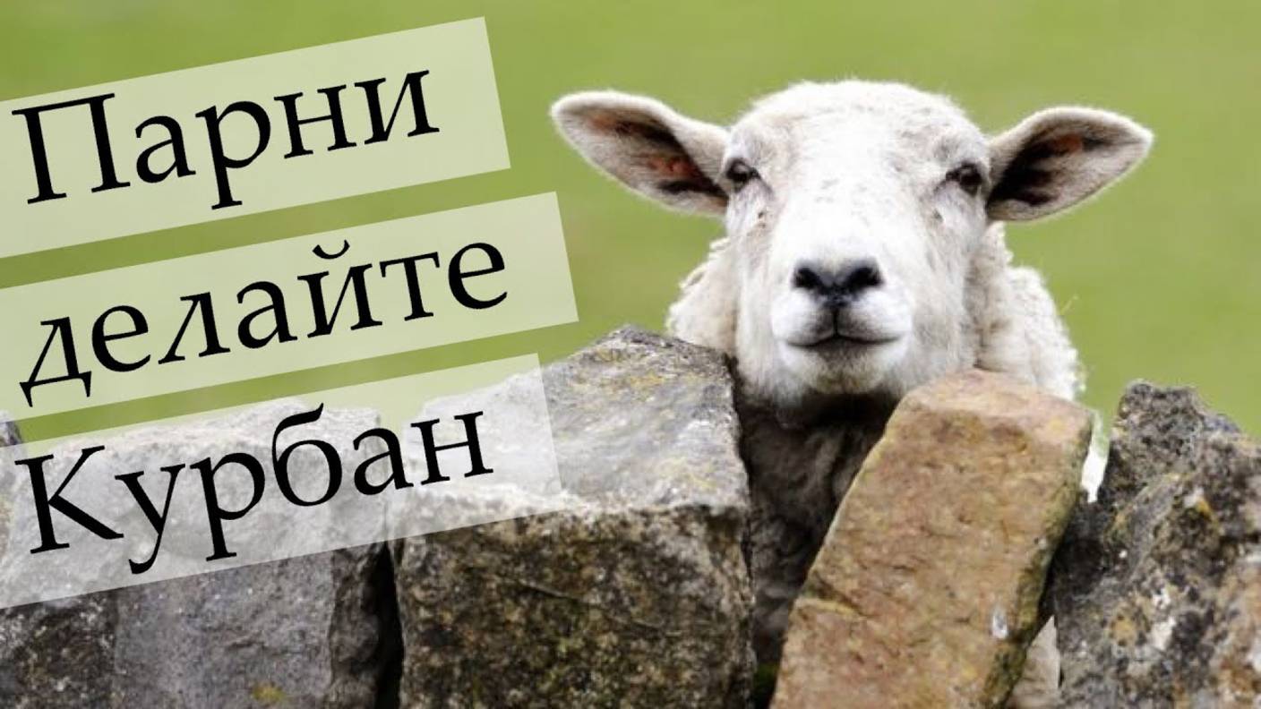 Курбан для молодых и дерзких