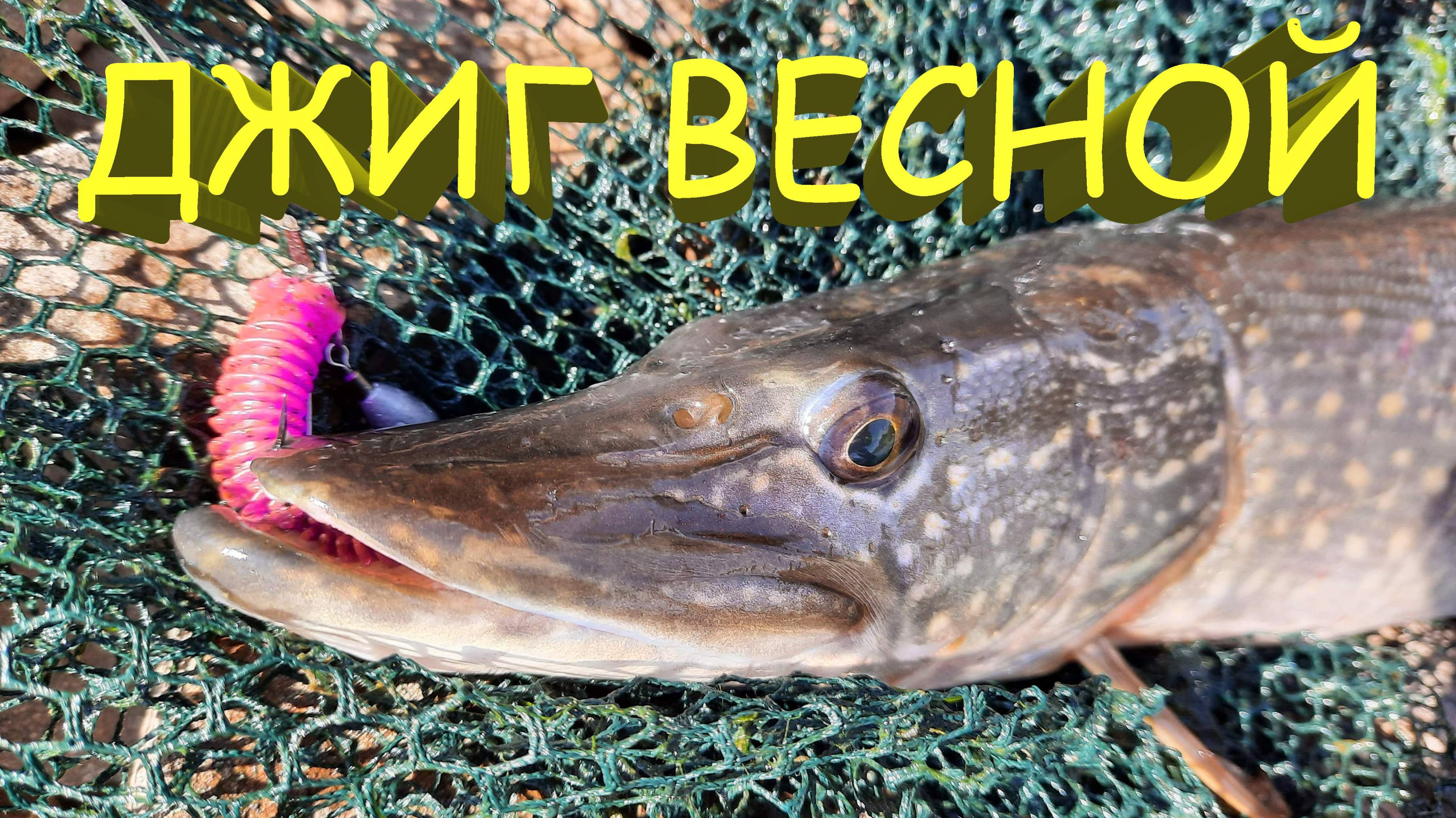 🔥 Рыбалка весной на джиг. Посленерестовый ЖОР ЩУКИ в апреле! ВОСЕМЬ ЩУК, ОКУНЬ и чужая блесна 🔥