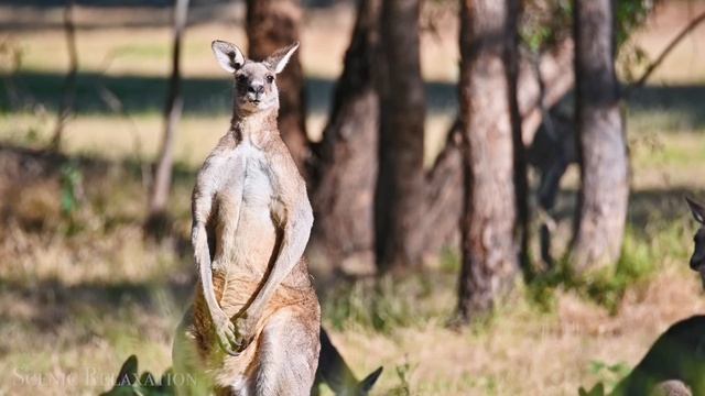 4К Дикая природа всего мира и спокойная музыка которая подойдет для отдыха, медитации и сна