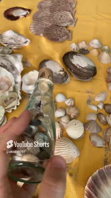 Ракушки с французских морских побережий