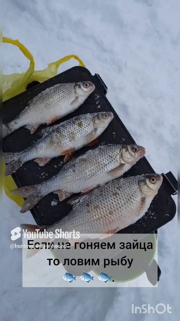 Если не гоняем зайца то ловим рыбу 🐟 🐟 🐟.#рыбалка #fishing #щука#охотасгончей #топ #hunting #tr