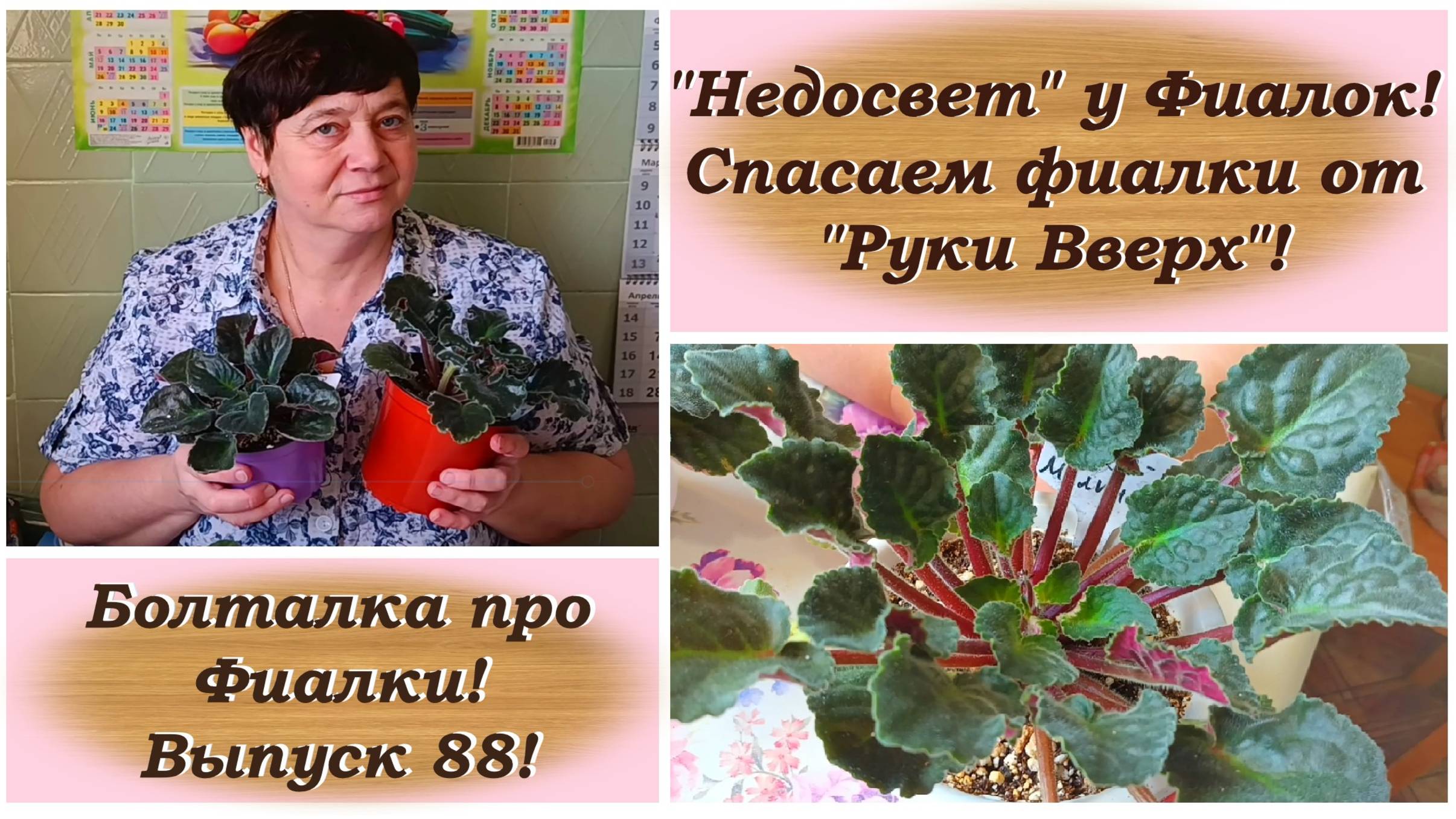 Болталка про Фиалки! Выпуск 88! "Недосвет" и Руки Вверх" у Фиалок! Как исправить ситуацию?!