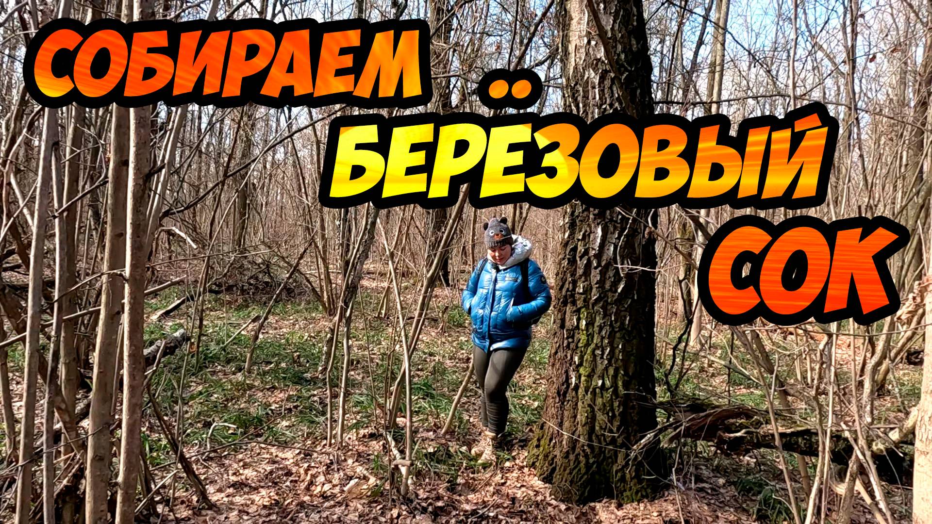 Берёзовый сок - чем полезен и когда собирать