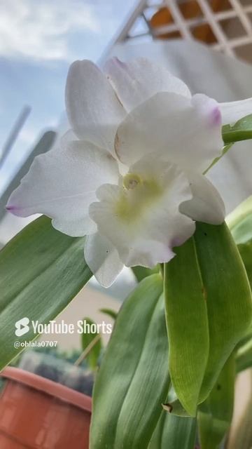 Мой мини-сад и нашествие божьих коровок