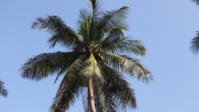 Поездка по острову Ко Чанг,  красивейшему острову в Сиамском заливе в Таиланде. Слоны, храмы, пальмы