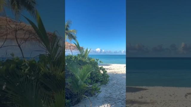 Дядя "лисичек" отдыхает на острове Тодду, шлёт  видеопривет. Делимся с вами.