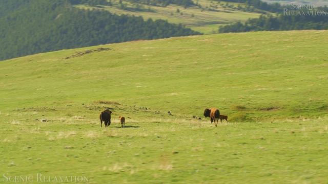 4К #Планета животных - Красивая природа и спокойная музыка которая подойдет для отдыха, медитации