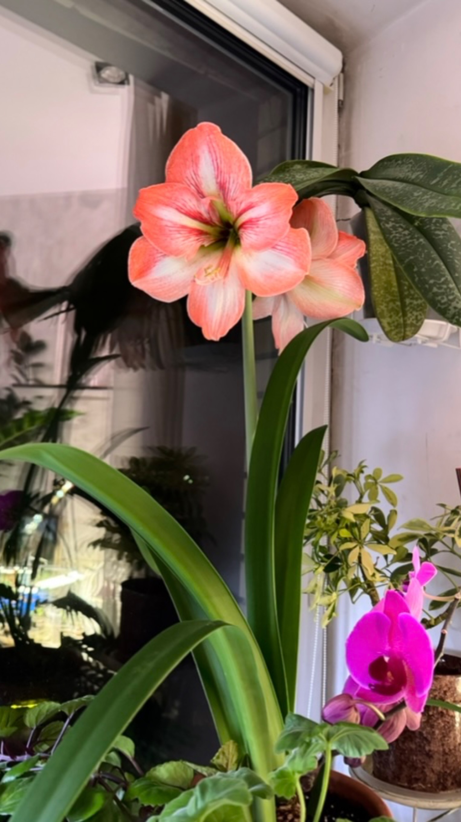 Дождались сюрприз!!!
Распустился ещё один красавец