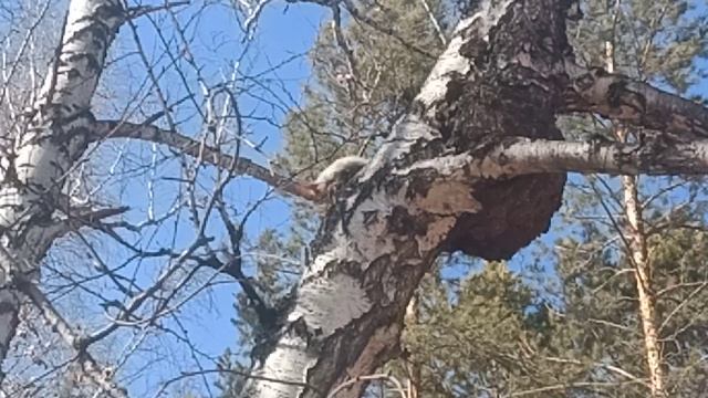 Общаюсь с Белочкой в парке