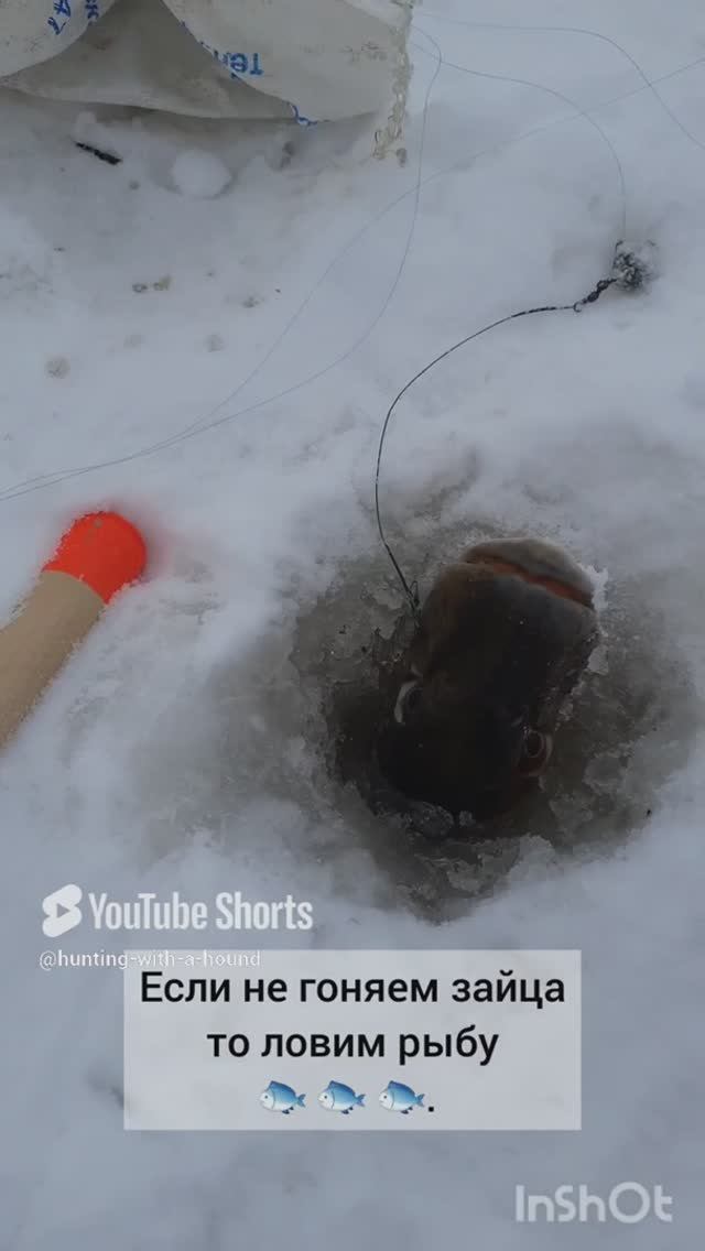 Если не гоняем зайца то ловим рыбу 🐟 🐟 🐟. #рыбалка #fishing #щука#охотасгончей #топ #hunting #tro