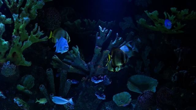 АКВАРИУМ 🐠 Коралловый риф 🐠🌊