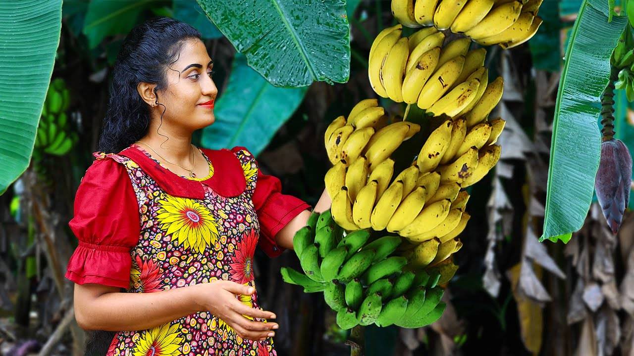 Бананы для сливочных десертов, сладостей, чипсов и чёрного карри для пакетиков с рисом!