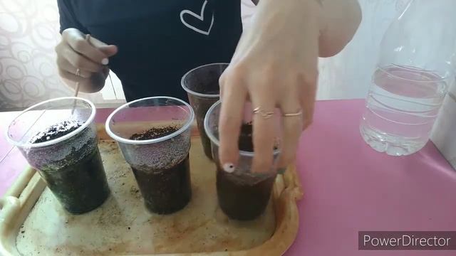 Пикируем перцы и баклажаны через месяц после посева