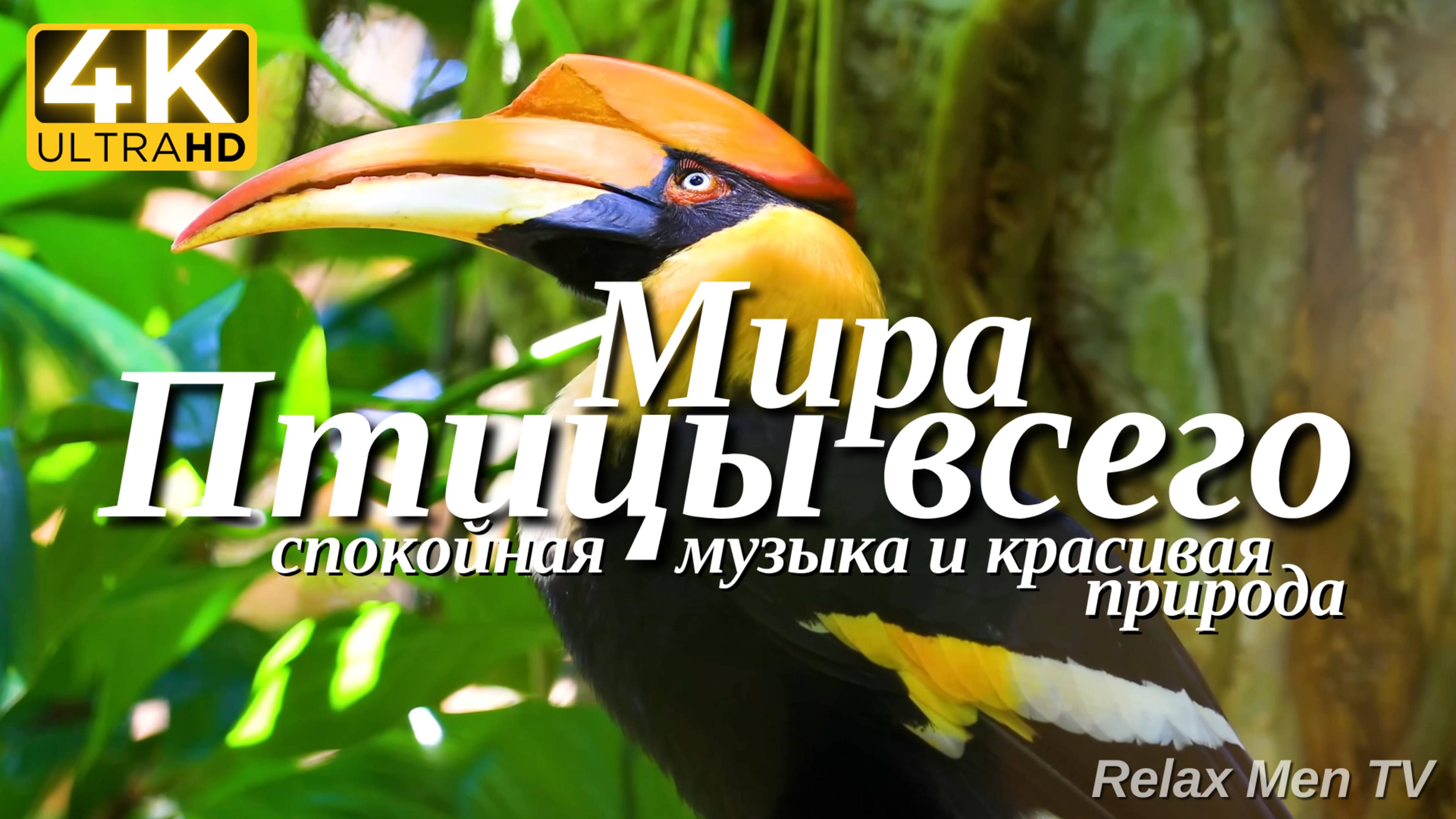 4К Птицы Всего Мира - Красивая природа и спокойная музыка которая подойдет для отдыха, медитации