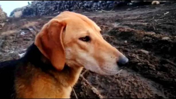 НАГОНКА МОЛОДОЙ ГОНЧЕЙ. Майя 11 мес. вл. Шатров В.А.#охотасгончей#собака #животные #топ #hunting