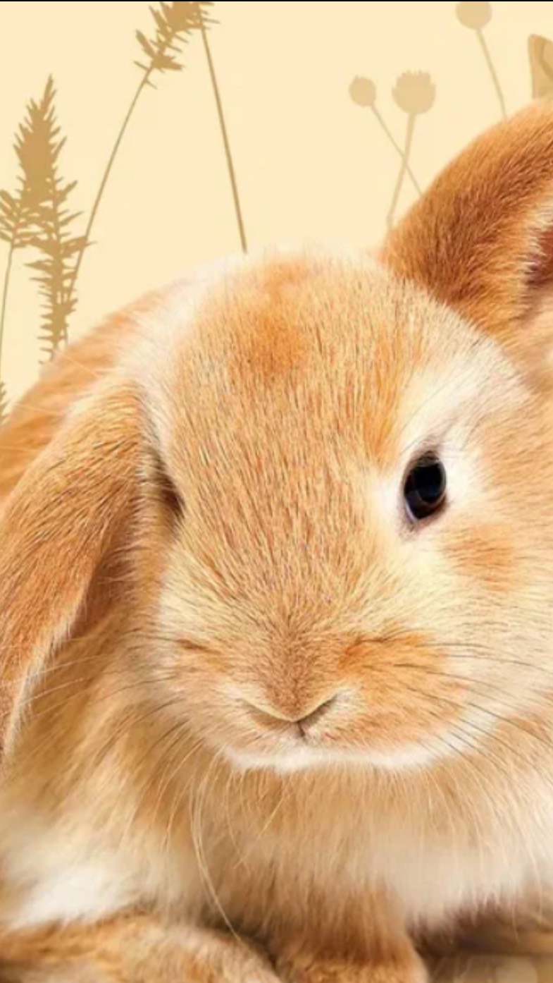 #Сигма# кролик #