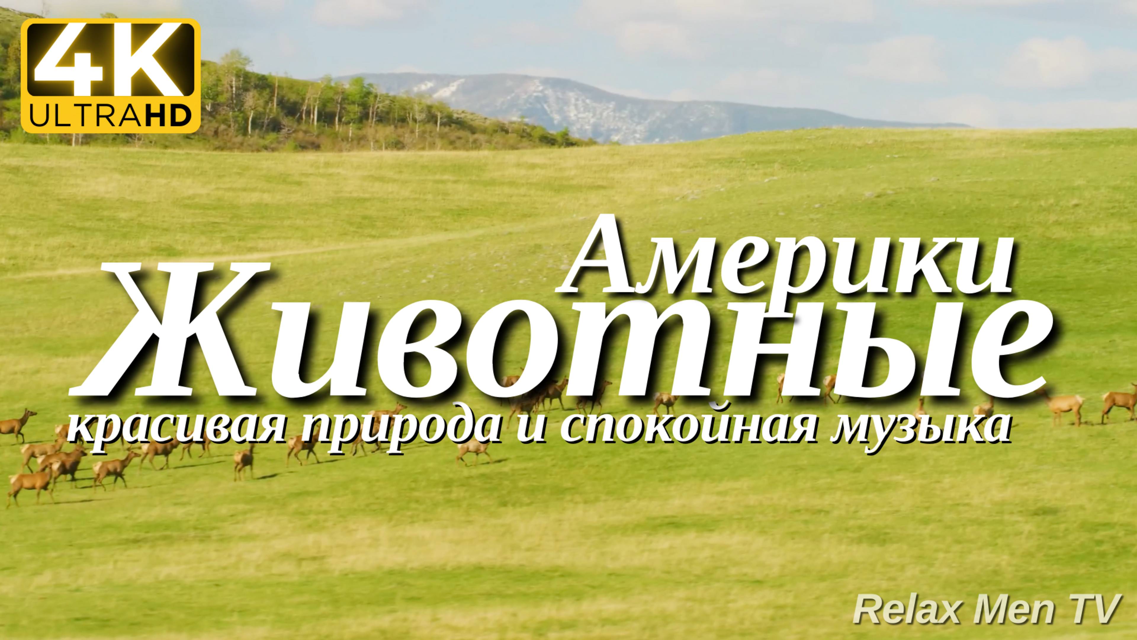 4К Животные Америки - Красивая природа и спокойная музыка которая подойдет для отдыха, медитации
