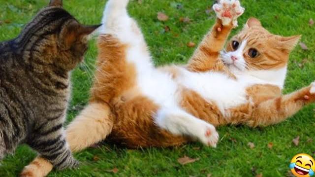 😻 Новые смешные видео с кошками и собаками 2025 года 😆 Лучшие