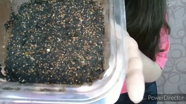 SOS. Что же это взошло: разве это эустома?