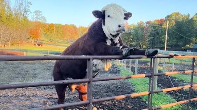 Самые смешные видео с животными 2025 года, которые заставят вас смеяться до слез 😂