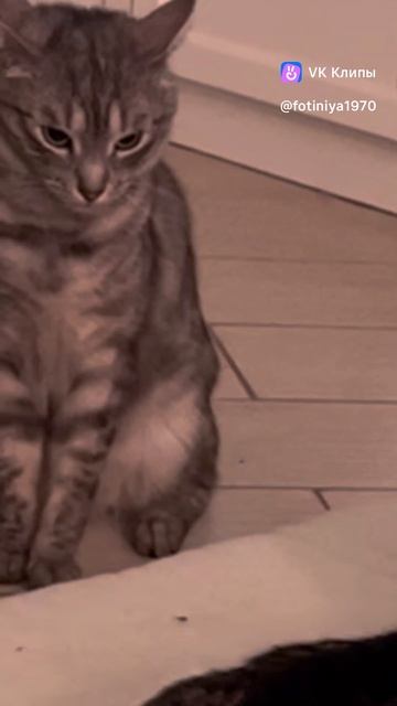 Брутальный кот…