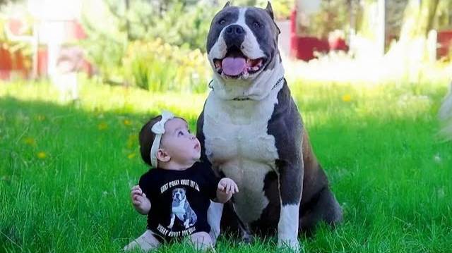 Ничто не наполняет сердце ребенка любовью так, как взросление с СОБАКОЙ