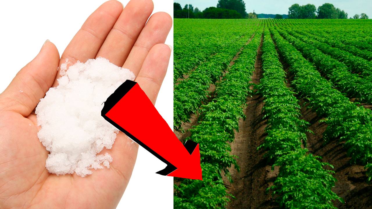 Картошки урождается 2 ведра с куста если кинуть это при посадке в лунку.!.