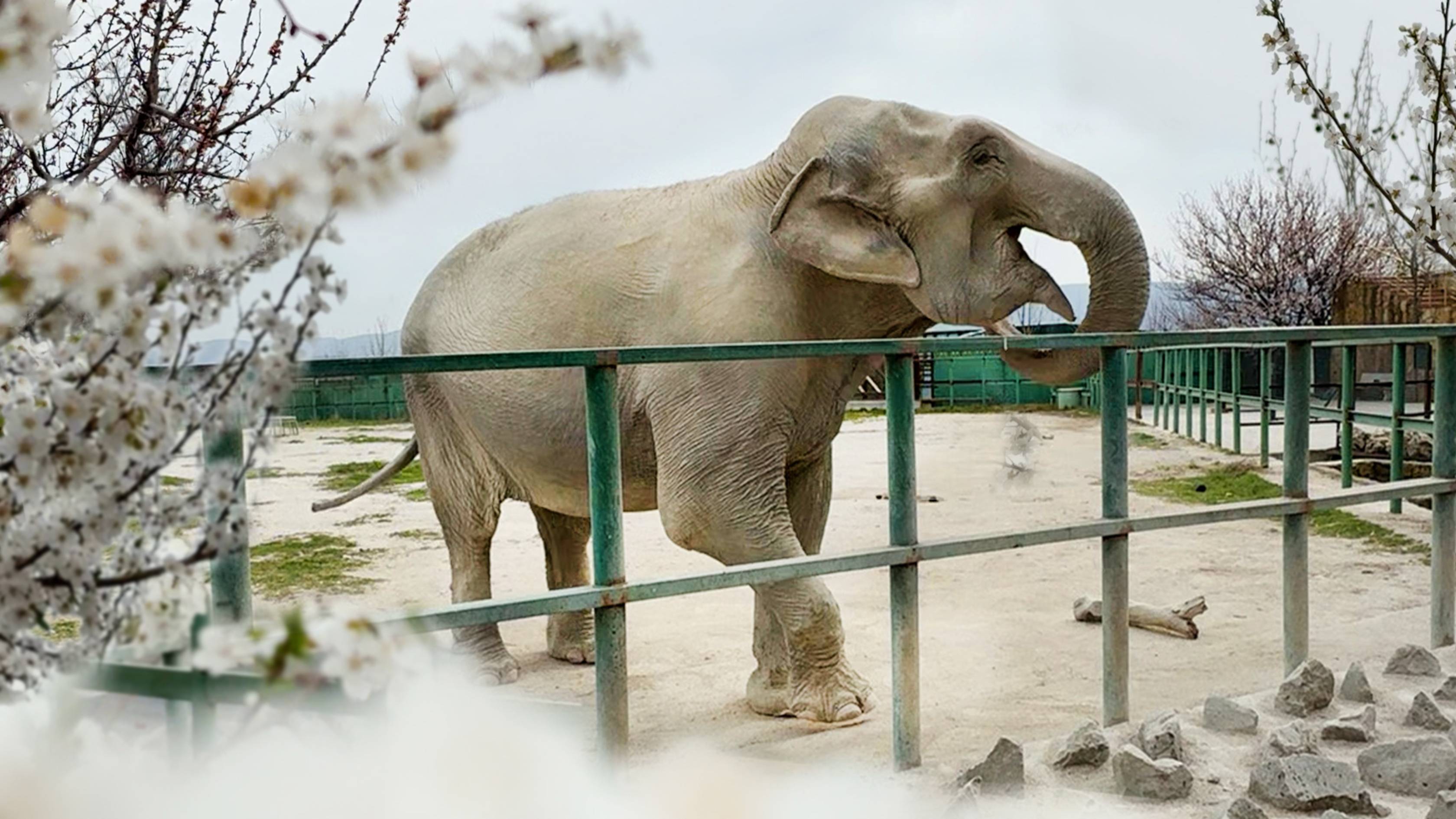 Магда пылит, танцует и пылесосит угощения! Запустила в нас свои соплюшки от радости! Тайган