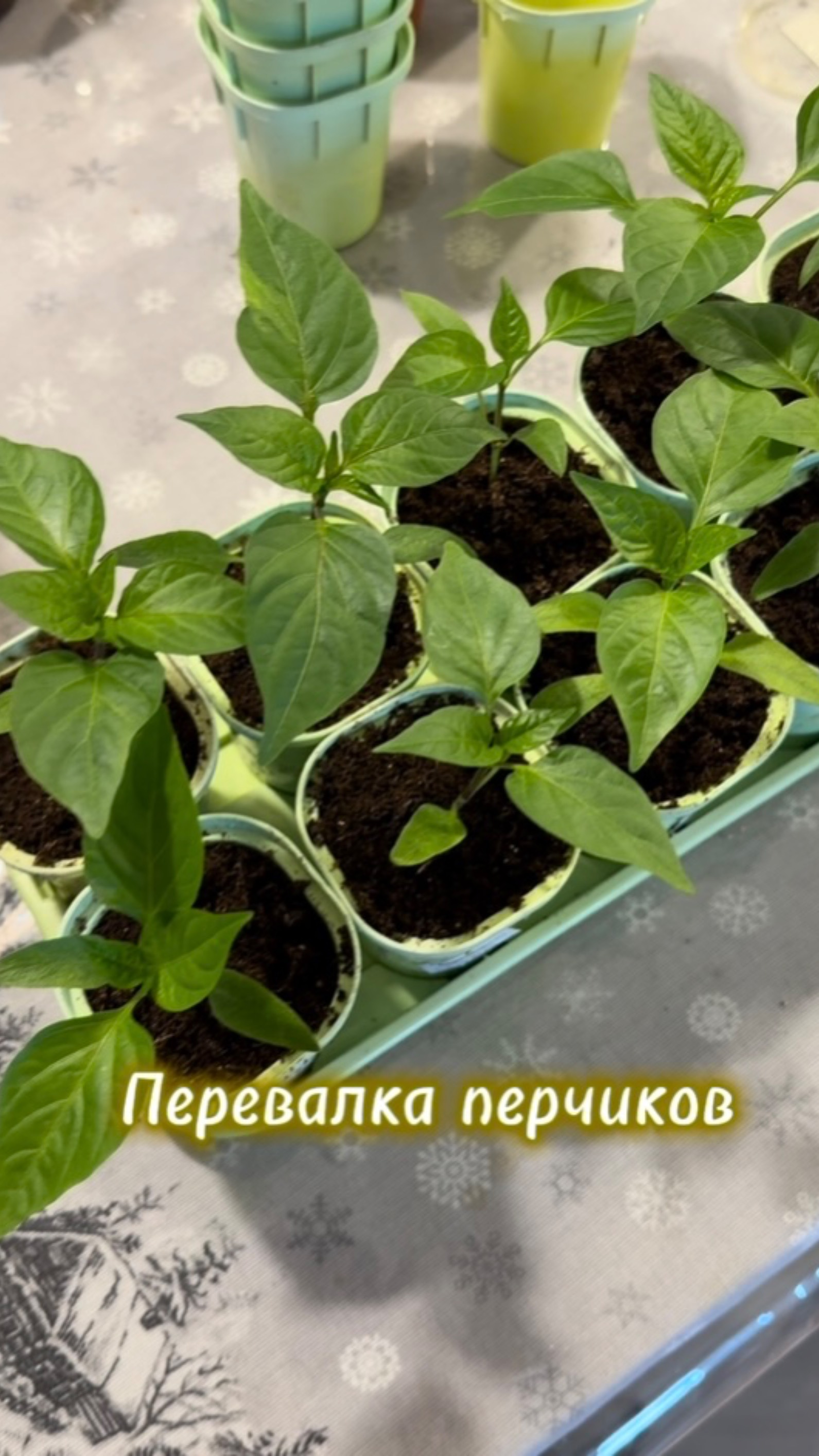 Переваливаем перчики