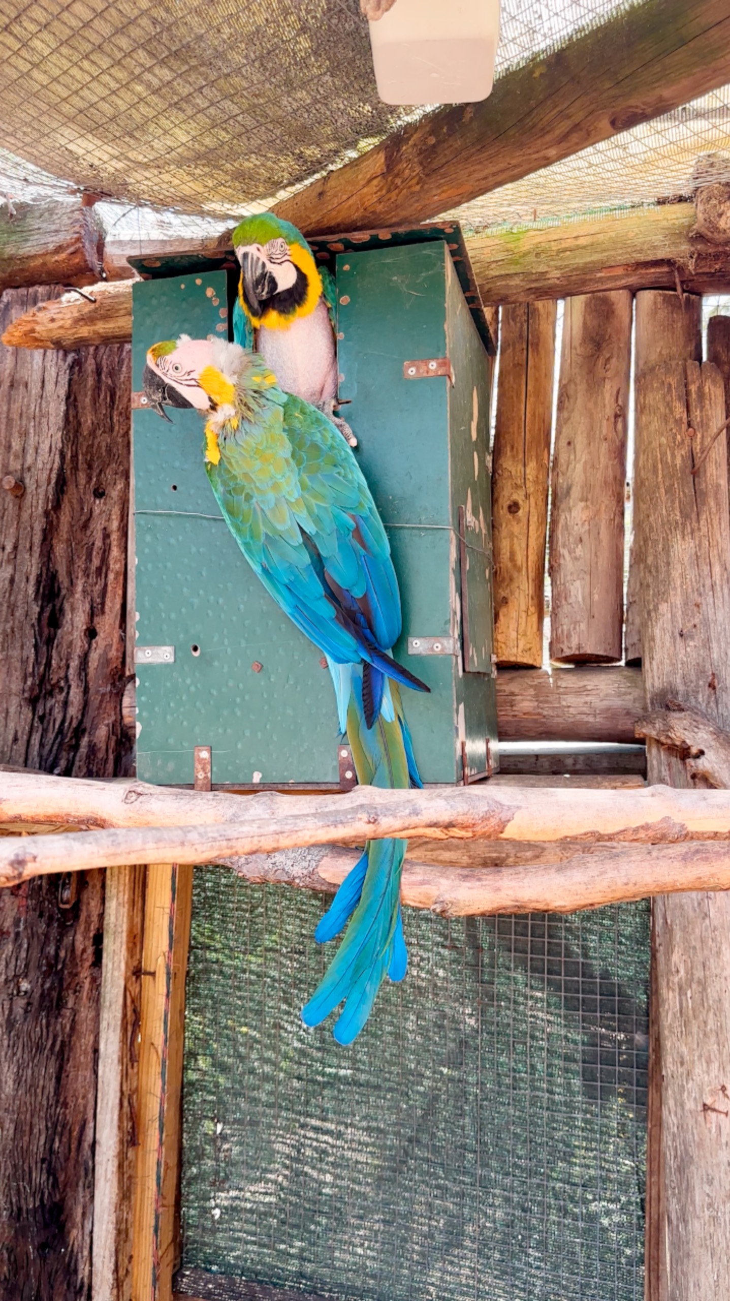 Попугаи в скворешнике #ЮАР