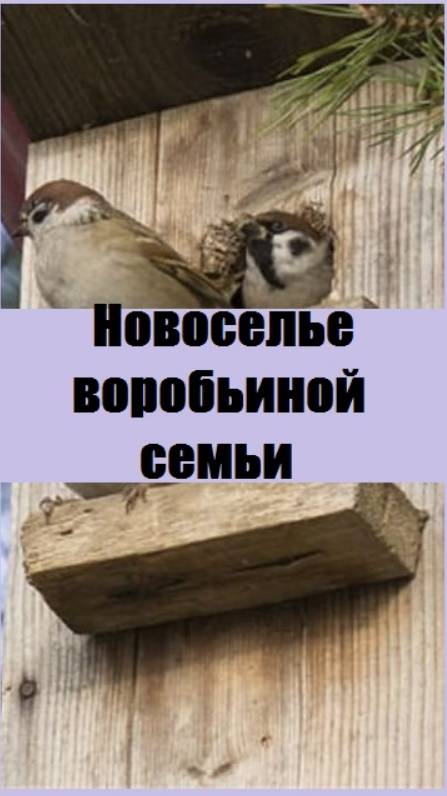 Воробьиная семья празднует свадьбу и новоселье!