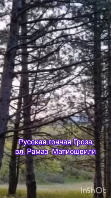 Русская гончая Гроза вл. Рамаз  Матиошвили. #природа #собака #nature #hunting
