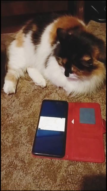 Пушистик занят делом 🤣