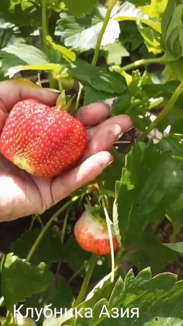 Клубника Азия. Самый мой урожайный и вкусный сорт