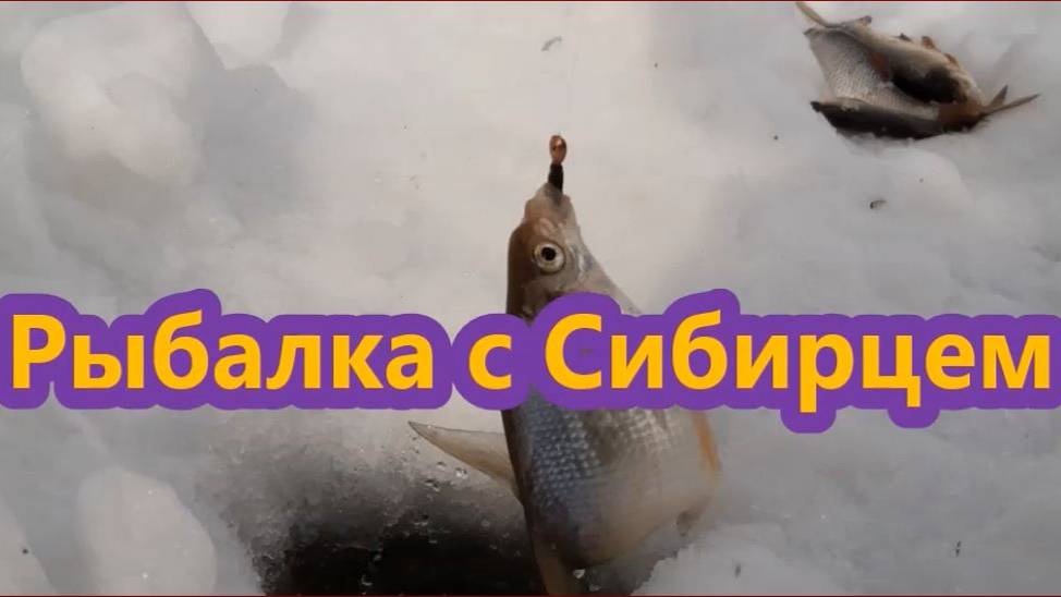 Рыбалка с Сибирцем, река Чёка