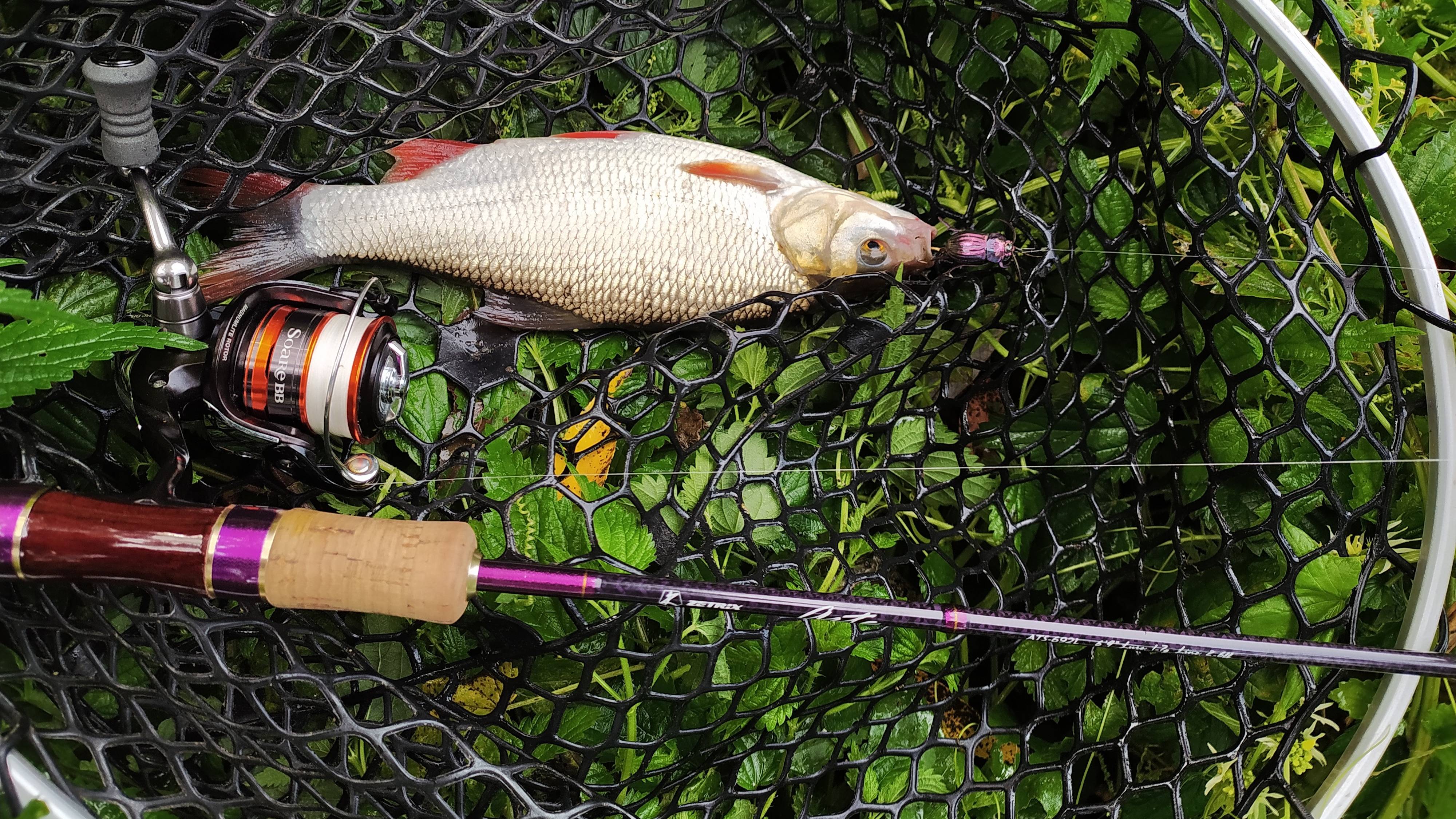 Десна. Утренний тараканинг 24 августа 2024 года