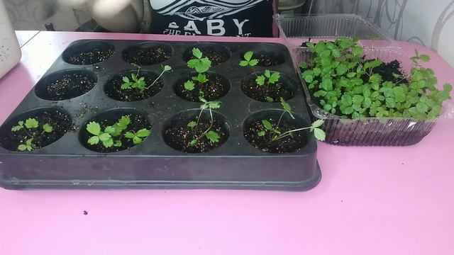 Пикировка земляники. 26.03.2022