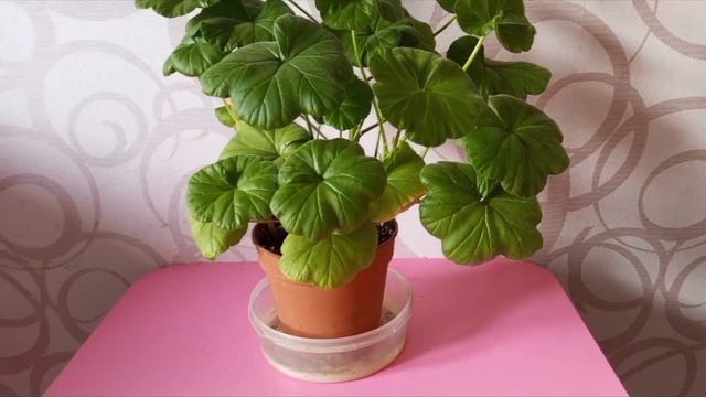 Как вырастить пеларгонию из семян