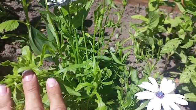 Остеоспермум цветет